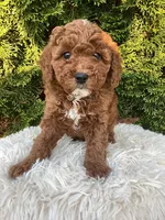 Ernie   F1B, a male Cavapoo for sale in Sugarcreek, OH – 3 of 7