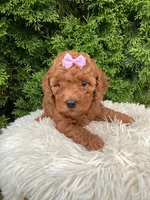 Carly   F1B, a female Cavapoo for sale in Sugarcreek, OH – 4 of 6