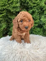 Axel   F1B, a male Cavapoo for sale in Sugarcreek, OH – 5 of 8