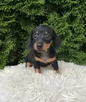 Violet   AKC, a female Miniature Dachshund for sale in Sugarcreek, OH – 2 of 4
