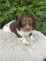 Arlo   AKC, a male Miniature Dachshund for sale in Sugarcreek, OH – Photo 2 of 8