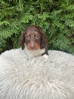 Arlo   AKC, a male Miniature Dachshund for sale in Sugarcreek, OH – Photo 8 of 8
