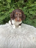 Arlo   AKC, a male Miniature Dachshund for sale in Sugarcreek, OH – Photo 6 of 8