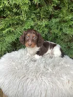 Arlo   AKC, a male Miniature Dachshund for sale in Sugarcreek, OH – Photo 7 of 8