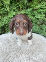 Arlo   AKC, a male Miniature Dachshund for sale in Sugarcreek, OH – Photo 4 of 8