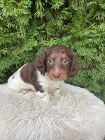 Arlo   AKC, a male Miniature Dachshund for sale in Sugarcreek, OH – Photo 5 of 8