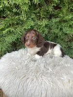 Arlo   AKC, a male Miniature Dachshund for sale in Sugarcreek, OH – Photo 3 of 8