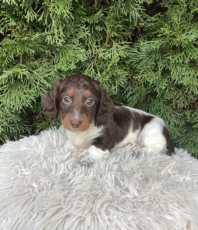Arlo   AKC – Miniature Dachshund puppy for sale in Sugarcreek, OH