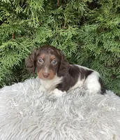 Arlo   AKC, a male Miniature Dachshund for sale in Sugarcreek, OH – Photo 1 of 8