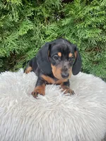 Skye   AKC, a female Miniature Dachshund for sale in Sugarcreek, OH – Photo 4 of 8