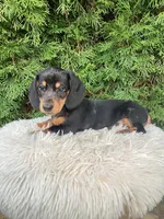 Skye   AKC, a female Miniature Dachshund for sale in Sugarcreek, OH – Photo 1 of 8