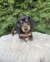 Skye   AKC, a female Miniature Dachshund for sale in Sugarcreek, OH – Photo 2 of 8