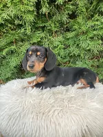 Skye   AKC, a female Miniature Dachshund for sale in Sugarcreek, OH – Photo 3 of 8