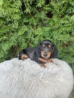Skye   AKC, a female Miniature Dachshund for sale in Sugarcreek, OH – Photo 8 of 8