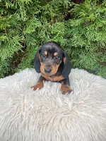 Skye   AKC, a female Miniature Dachshund for sale in Sugarcreek, OH – Photo 7 of 8