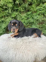 Skye   AKC, a female Miniature Dachshund for sale in Sugarcreek, OH – Photo 6 of 8