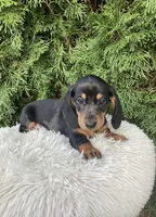 Skye   AKC, a female Miniature Dachshund for sale in Sugarcreek, OH – Photo 5 of 8