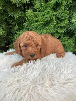Axel   F1B, a male Cavapoo for sale in Sugarcreek, OH – 6 of 8