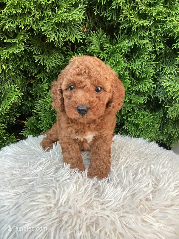 Axel   F1B – Cavapoo puppy for sale in Sugarcreek, OH