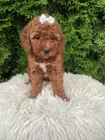Dana   F1B, a female Cavapoo for sale in Sugarcreek, OH – 8 of 8