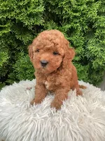 Sylas   F1B, a male Cavapoo for sale in Sugarcreek, OH – 7 of 7