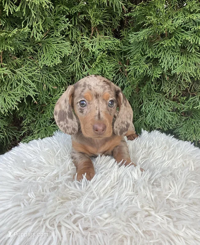 Coco    AKC – Miniature Dachshund puppy for sale in Sugarcreek, OH