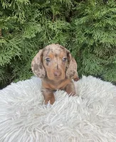 Coco    AKC, a female Miniature Dachshund for sale in Sugarcreek, OH – Photo 1 of 7