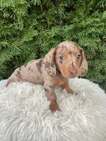 Coco    AKC, a female Miniature Dachshund for sale in Sugarcreek, OH – Photo 7 of 7