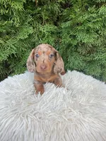 Coco    AKC, a female Miniature Dachshund for sale in Sugarcreek, OH – Photo 6 of 7