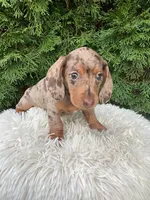 Coco    AKC, a female Miniature Dachshund for sale in Sugarcreek, OH – Photo 5 of 7