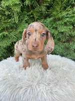 Coco    AKC, a female Miniature Dachshund for sale in Sugarcreek, OH – Photo 2 of 7