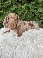 Coco    AKC, a female Miniature Dachshund for sale in Sugarcreek, OH – Photo 3 of 7