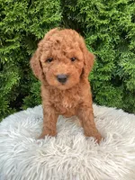 River   F1B, a male Cavapoo for sale in Sugarcreek, OH – 5 of 5