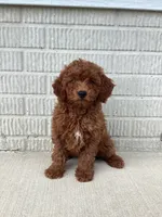 Scout   F1B, a male Cavapoo for sale in Sugarcreek, OH – 1 of 10