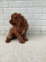 Scout   F1B, a male Cavapoo for sale in Sugarcreek, OH – 4 of 10