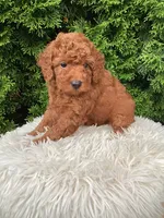 Victor   F1B, a male Cavapoo for sale in Sugarcreek, OH – 7 of 7