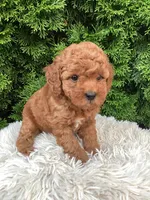 Sylas   F1B, a male Cavapoo for sale in Sugarcreek, OH – 3 of 7