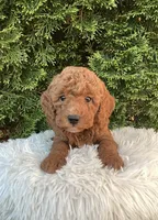 Winston   F1B, a male Cavapoo for sale in Sugarcreek, OH – 2 of 6