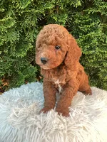 Winston   F1B, a male Cavapoo for sale in Sugarcreek, OH – 4 of 6