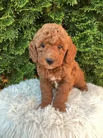 Winston   F1B, a male Cavapoo for sale in Sugarcreek, OH – 5 of 6