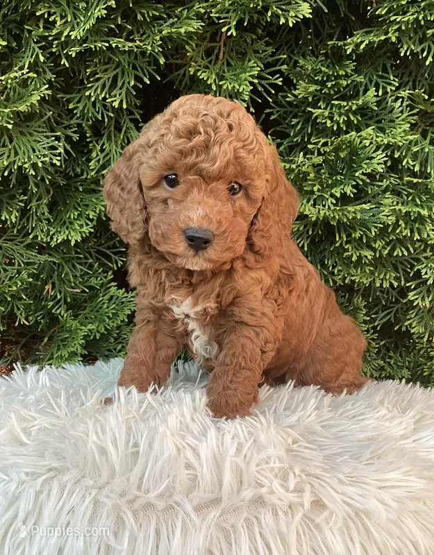 Winston   F1B – Cavapoo puppy for sale in Sugarcreek, OH