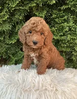 Winston   F1B, a male Cavapoo for sale in Sugarcreek, OH – 1 of 6