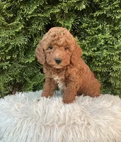 Winston   F1B, a male Cavapoo for sale in Sugarcreek, OH – 3 of 6