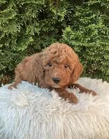Winston   F1B, a male Cavapoo for sale in Sugarcreek, OH – 6 of 6