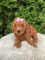 Carly   F1B, a female Cavapoo for sale in Sugarcreek, OH – 5 of 6