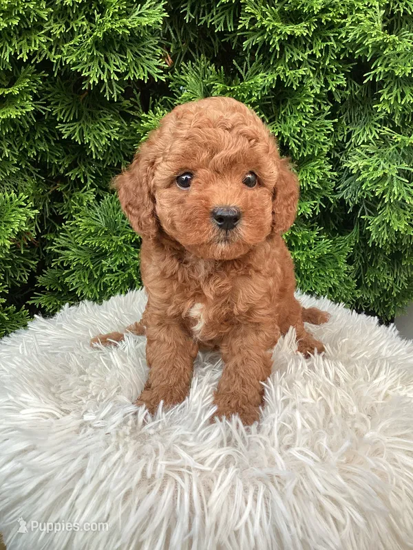 Sylas   F1B – Cavapoo puppy for sale in Sugarcreek, OH