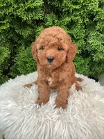 Sylas   F1B, a male Cavapoo for sale in Sugarcreek, OH – 2 of 7