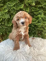 Otis   F1B, a male Cavapoo for sale in Sugarcreek, OH – 2 of 6