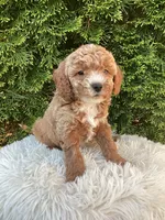 Otis   F1B, a male Cavapoo for sale in Sugarcreek, OH – 6 of 6