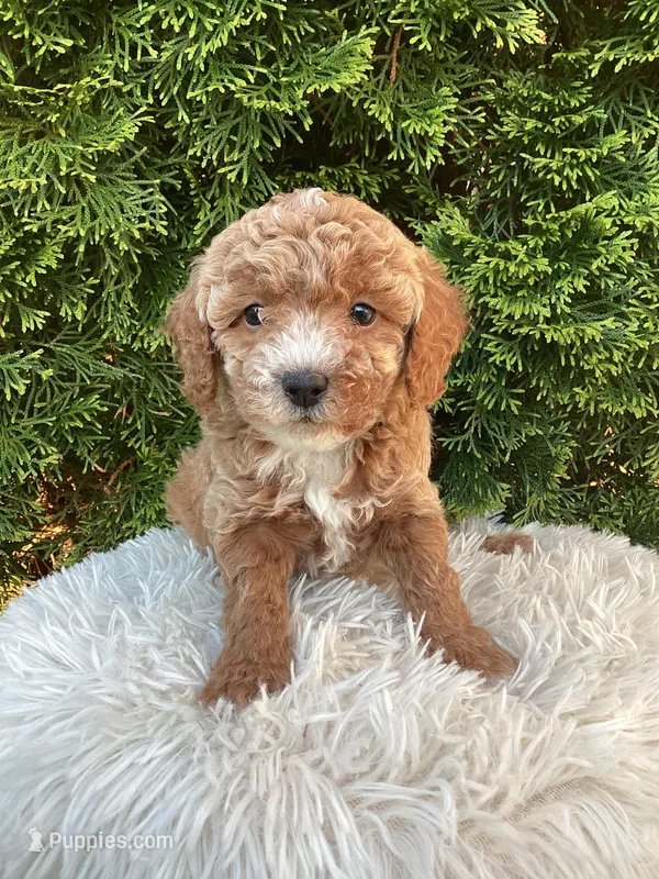 Otis   F1B – Cavapoo puppy for sale in Sugarcreek, OH